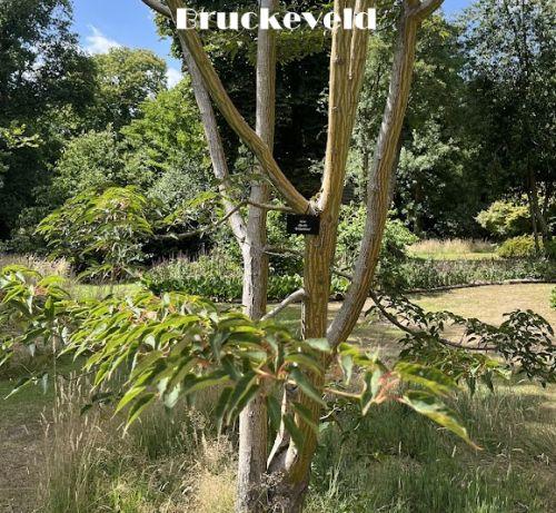 Acer davidii 'Serpentine'