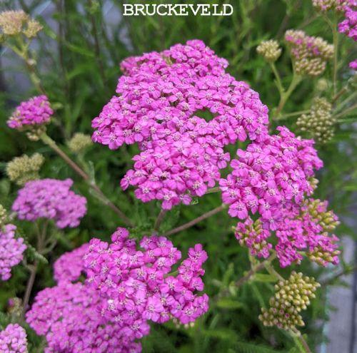 Achillea millefolium 'Lilac Beauty'