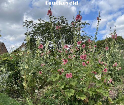 Alcea ficifolia (Happy Lights) Alcea ficifolia (Happy Lights)