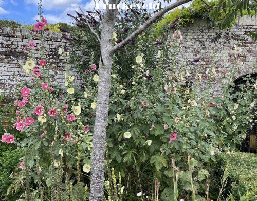 Alcea ficifolia (Happy Lights) Alcea ficifolia (Happy Lights)