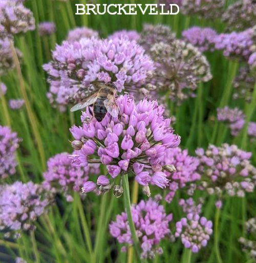 Allium senescens Allium senescens