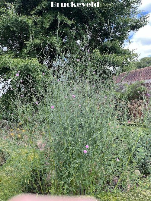 Althaea cannabina