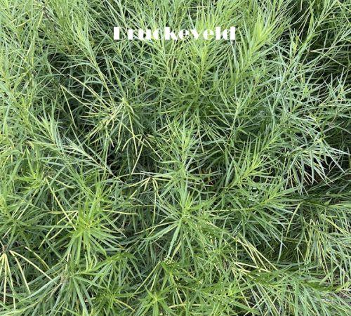 Amsonia hubrichtii