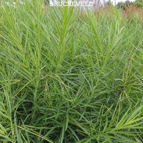 Amsonia hubrichtii