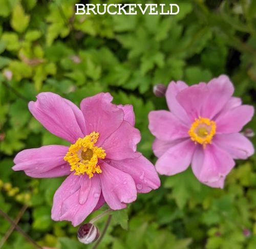 Anemone 'September Charm'