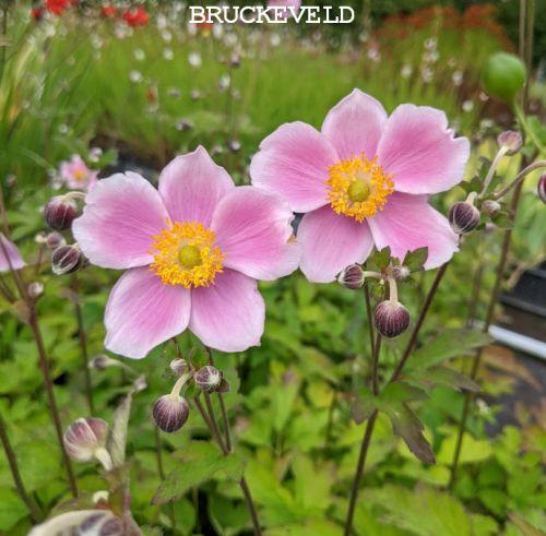 Anemone 'September Charm'