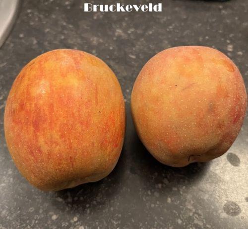 APPEL Belle de Boskoop