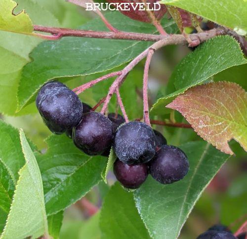 Aronia melanocarpa