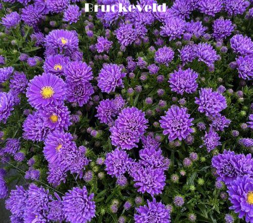 Aster Dum. 'Alph Dark Purple Launch'