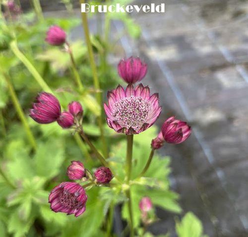 Astrantia major 'Red Rosensynfonie'