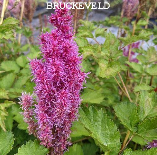 Astilbe chinensis 'Purpurkerze'