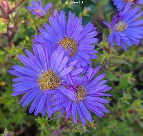Aster dum. 'Wood's Purple'