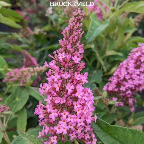 Buddleja dav. 'B.C. Little Pink''