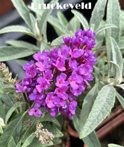 Buddleja dav. 'B.C. Little Purple''