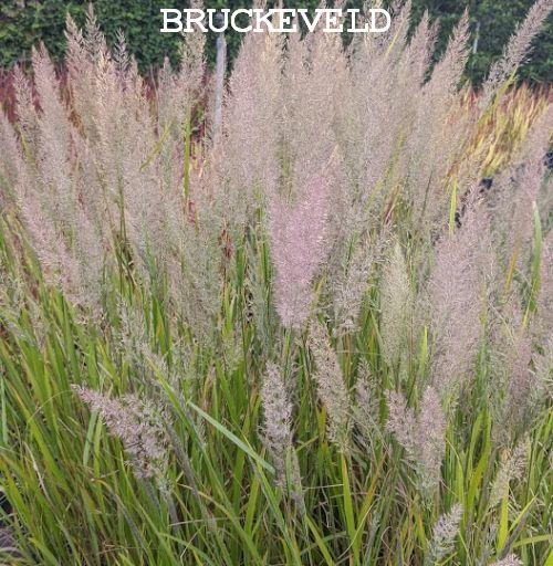 Calamagrostis  varia