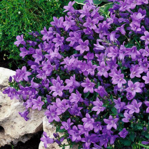 Campanula por. 'Catharina'