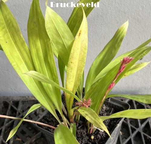 Carex scaposo Carex scaposo