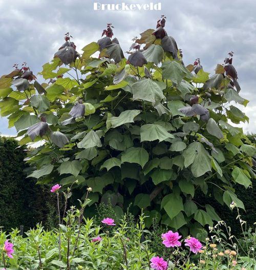 Catalpa eru. 'Purpurea'