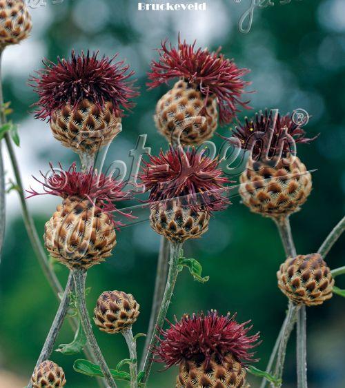 Centaurea atropurpurea