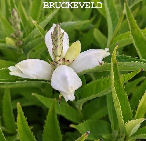 Chelone obliqua 'Alba'