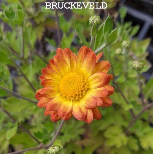 Chrysanthemum ' Dernier Soleil' (indicum)