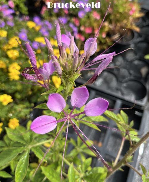 Cleome spinosa 'Mauve Queen'