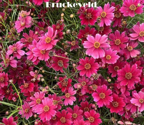 Coreopsis verticillata 'Ruby Red'