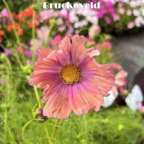 Cosmos bipinnatus 'Apricotta'