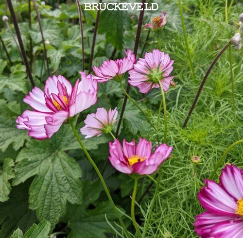 Cosmos bipinnatus 'Picotee'