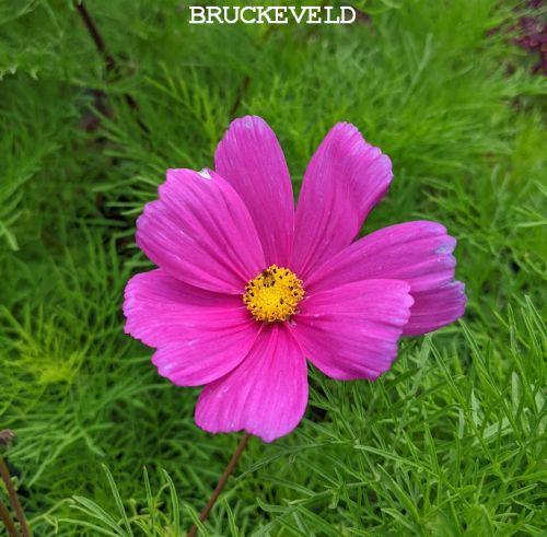 Cosmos bipinnatus 'Vega'