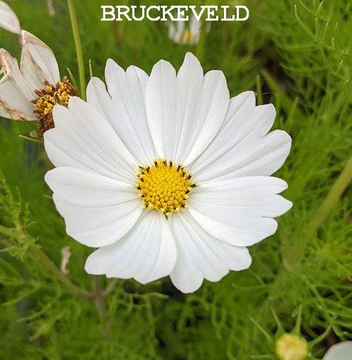 Cosmos bipinnatus 'Vega White'