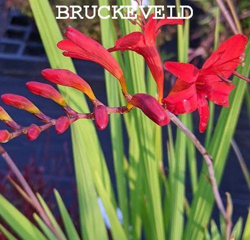 Crocosmia 'Lucifer'