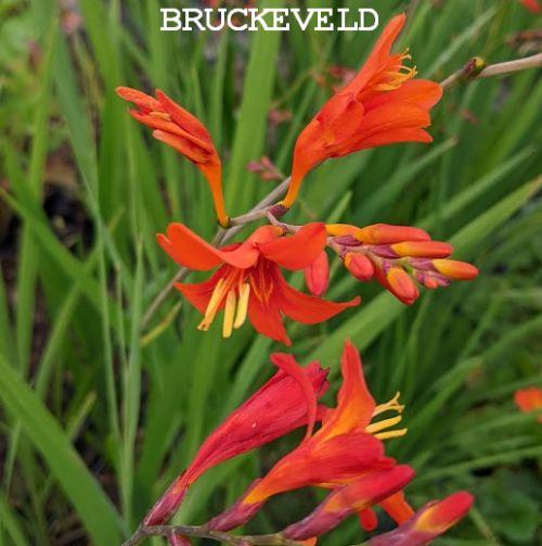 Crocosmia 'Princess' Crocosmia 'Princess'