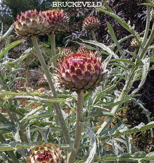 Cynara cardunculus kardoen