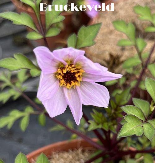 Dahlia merkii