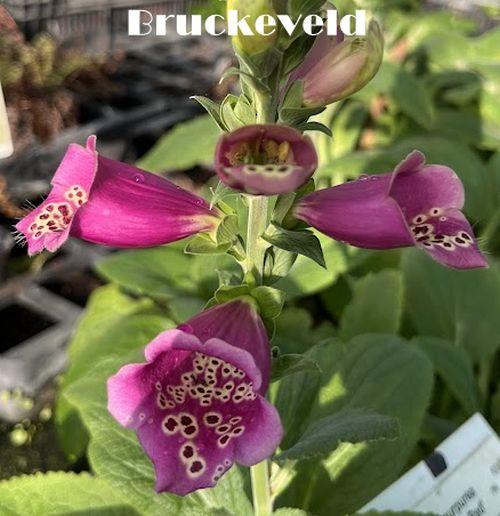 Digitalis purpurea 'Foxbee Dark Red'