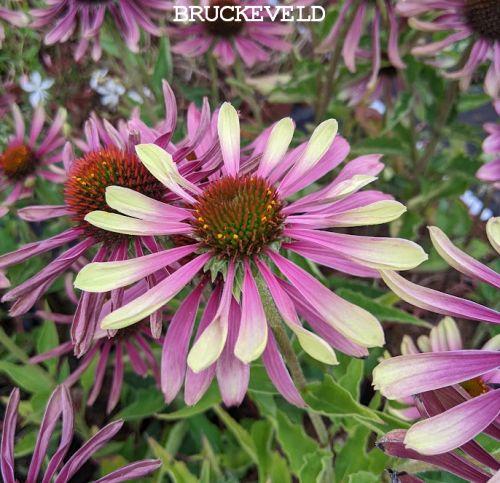 Echinacea purpurea 'Green Twister'