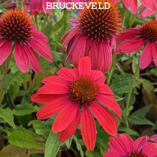 Echinacea purpurea 'Lakota Red'