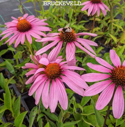 Echinacea purpurea