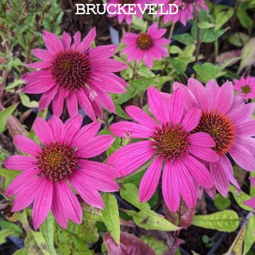 Echinacea purpurea PW WILD BERRY®