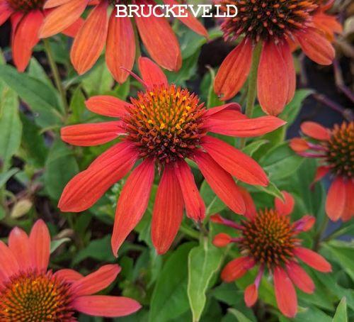 Echinacea purpurea 'Sombrero Adobe Orange'