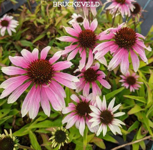Echinacea purpurea 'Som. S. 'White Purple'