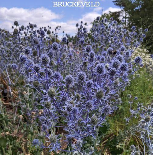 Eryngium planum