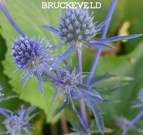 Eryngium planum