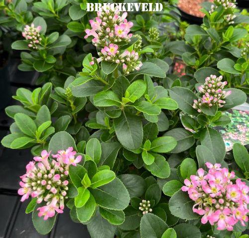 Escallonia 'Pink Elle' ®