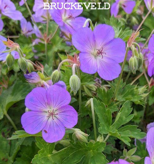 Geranium 'Azure Rush' ® Geranium 'Azure Rush' ®