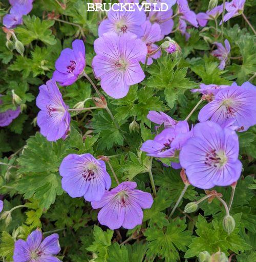 Geranium 'Azure Rush' ® Geranium 'Azure Rush' ®