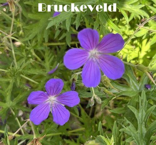 Geranium 'Nimbus'