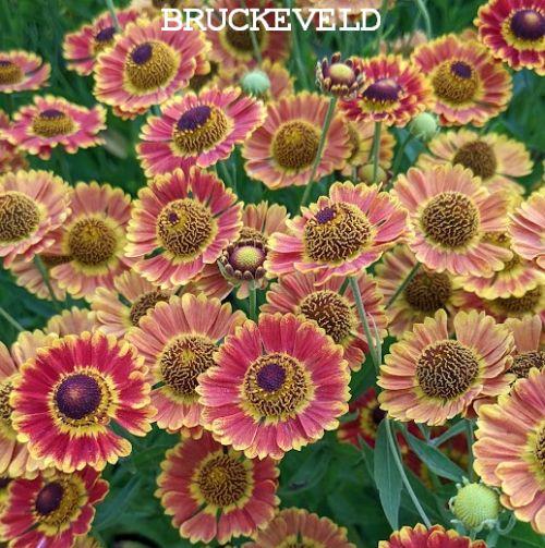 Helenium 'Fuego' PBR Helenium 'Fuego' PBR