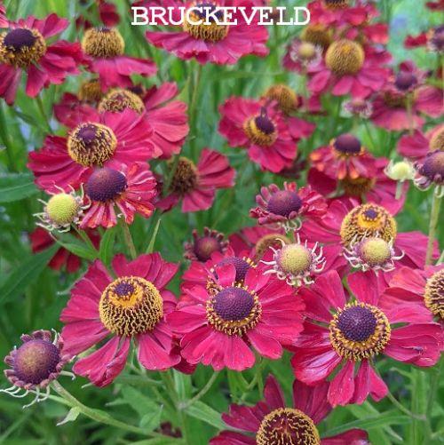 Helenium 'Rubinzwerg' Helenium 'Rubinzwerg'